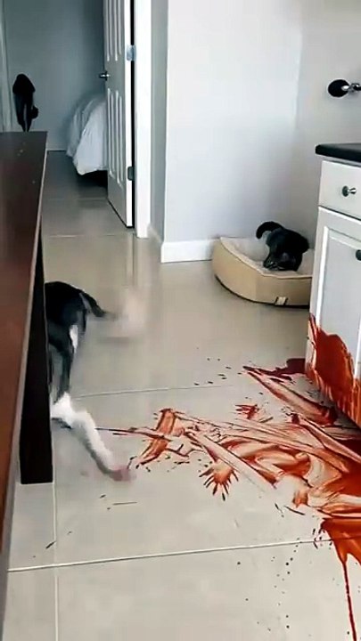 Animal funny video#cute_#funny_#pets_#dog_#cat_#cat_#funny_#cute_#animals_#cat_#dog_#Max_#Mia(360p)