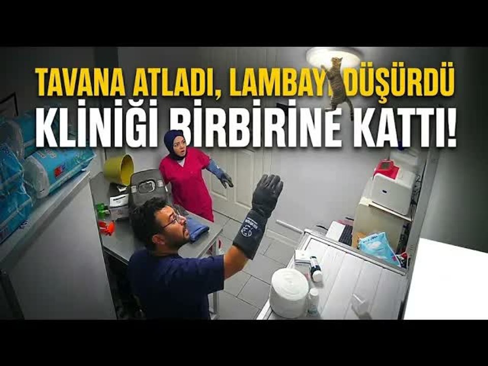 Kedi Ortalığı Savaş Alanına Çevirdi: Veterinerde Nefes Kesen Anlar