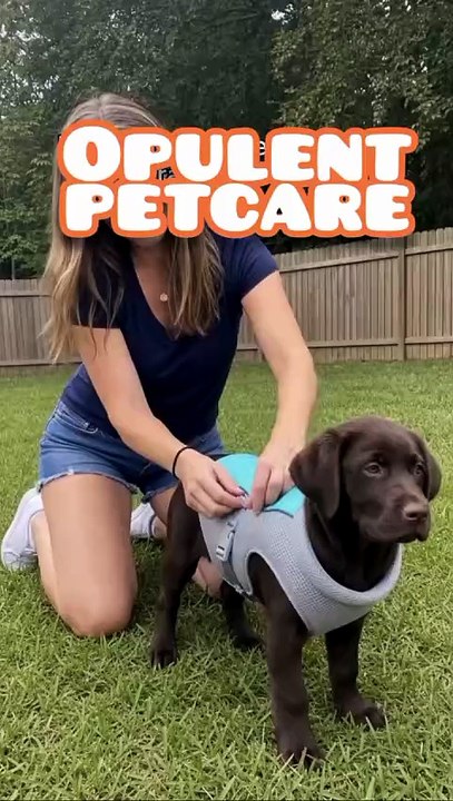 Summer Cooling Vest for Dogs – Breathable Mesh Harness to Keep Pets Cool in Hot Weather