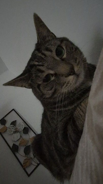 Mon chat d accord 😼