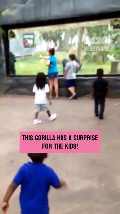 The gorilla bursts with excitement when children walk up to the zoo glass