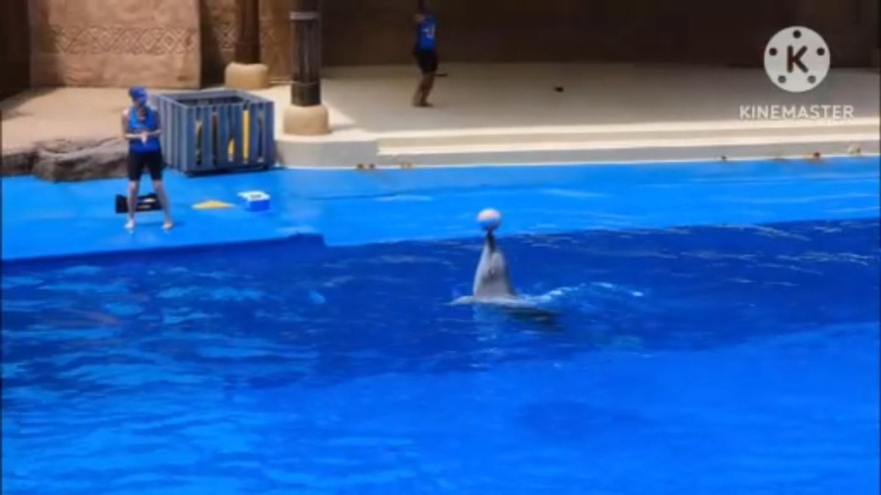 Dolphins' show