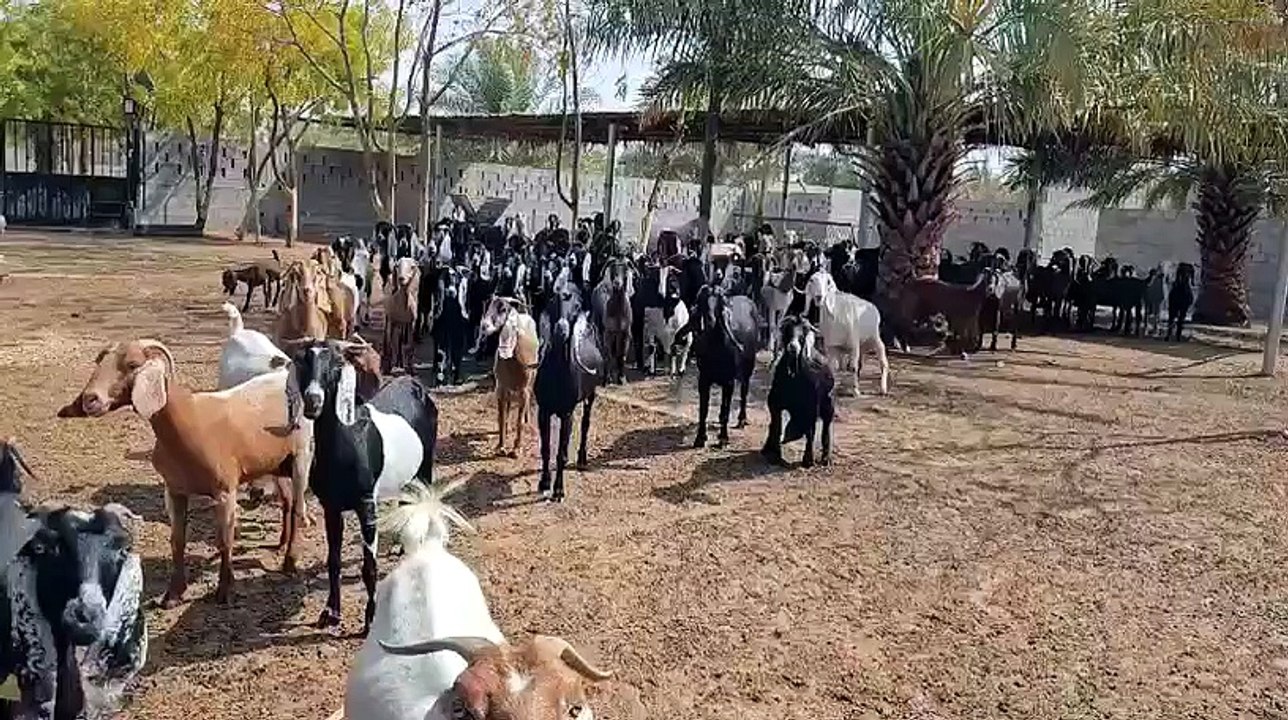 Goats and their kids are housed separately