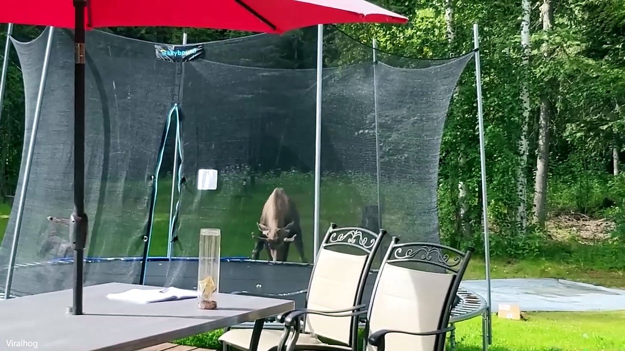 😂 Certified Animal Goofballs | The Funniest Creatures on Camera #FunnyAnimals #CutePets #AnimalComedy #Viral