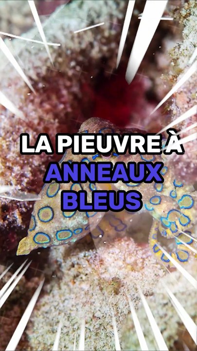 Cette pieuvre grande comme une pièce peut vous tuer en quelques heures !