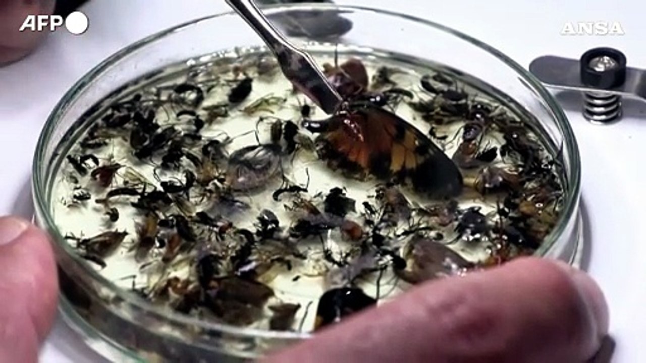 Ecuador, identificate 8.000 nuove specie di insetti grazie all'analisi del DNA