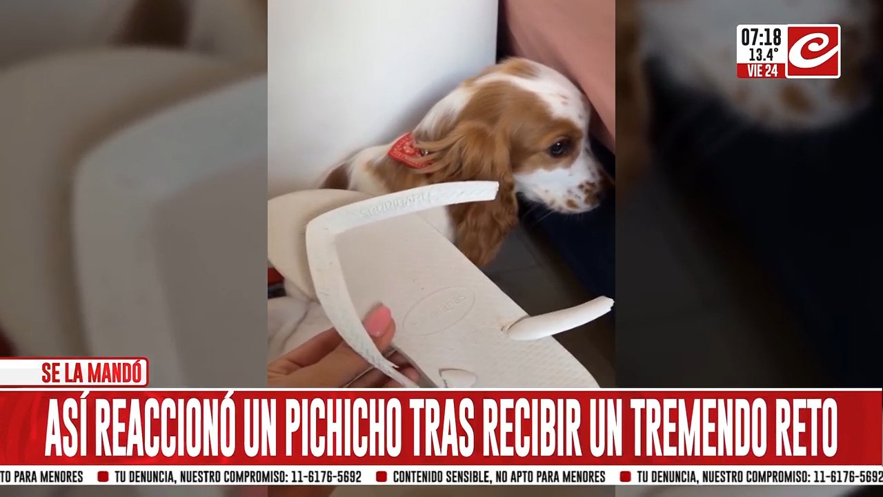 La tierna reacción de un perrito que se hizo viral en las redes