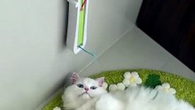 Wall-Mounted Electronic Cat Toy — Rechargeable Flying Rope Exerciser | Opulent Petcare