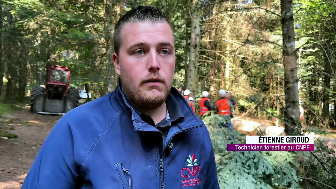 Sécheresse et incendies : les bûcherons et la forêt doivent s'adapter