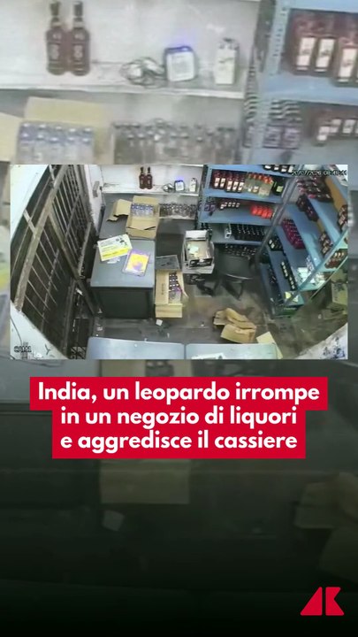 India, leopardo irrompe in un negozio di alcolici e ferisce tre persone - Sbircia la Notizia Magazine