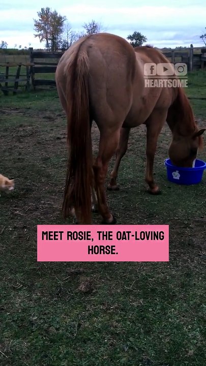 The gentle horse melts hearts when a playful kitten swings from her tail