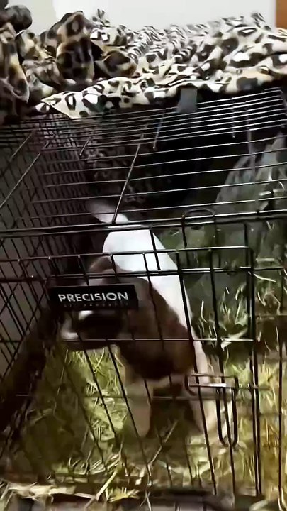 ​"Zero Thoughts, Just Pure Baby Goat Energy ⚡"