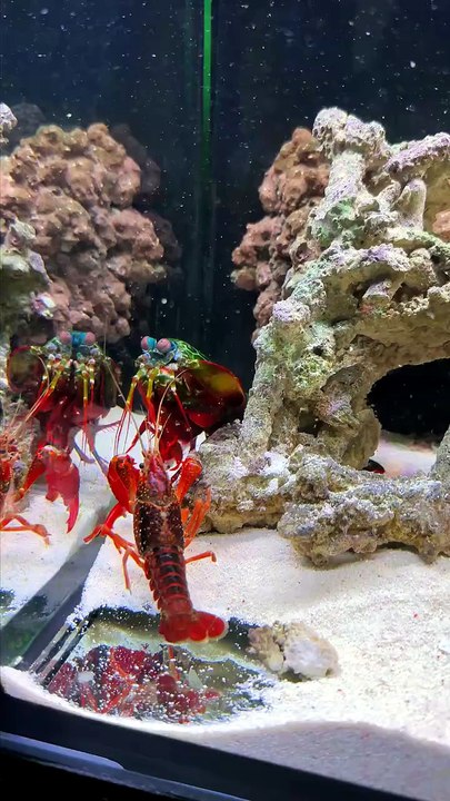 Underwater world || viral video underwater || Video