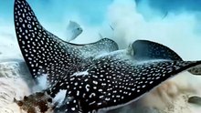 Underwater world || viral video underwater || Video