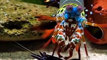 Underwater world || viral video underwater || Video