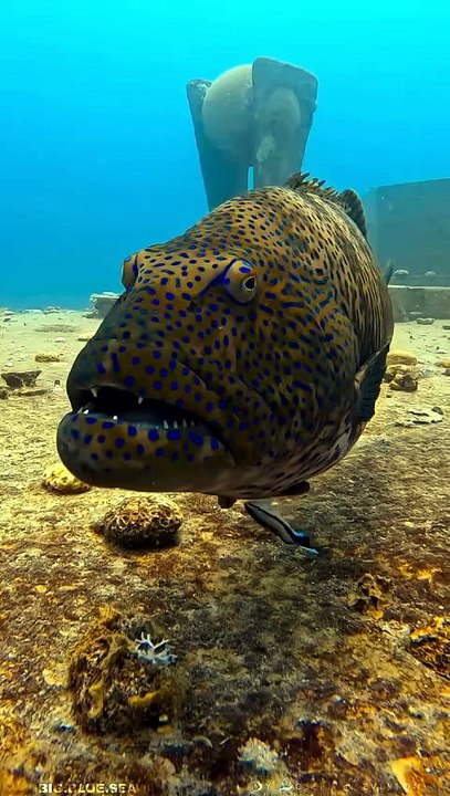 Underwater world || viral video underwater || Video