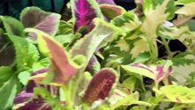 Coleus Seeds plant lover