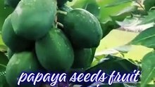papaya seeds fruit organic