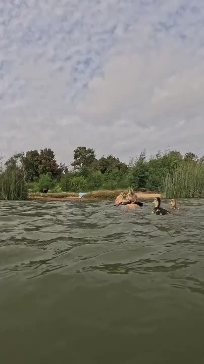 Friendly Ducks Swim Alongside Man and Dog