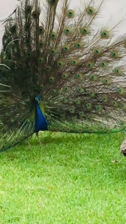 Peacocks Engage in Dramatic Face-Off