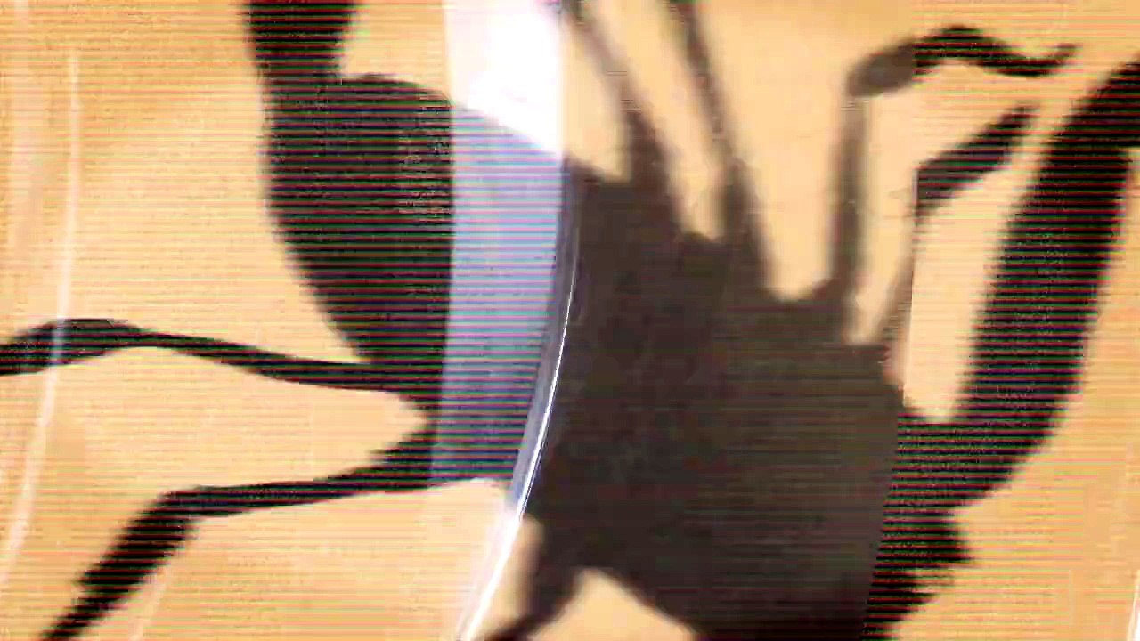 Scorpion