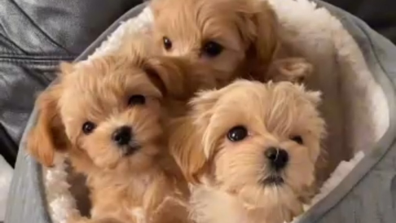 Maltipoo puppies will always put a smile on your face 🐶 #doglover #doglovers