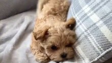 Puppy with BATTERIES fully charged 😂🔋🐾❤️🐾🐶 #puppy #doglover #maltipoopuppy #funnyreels #dog