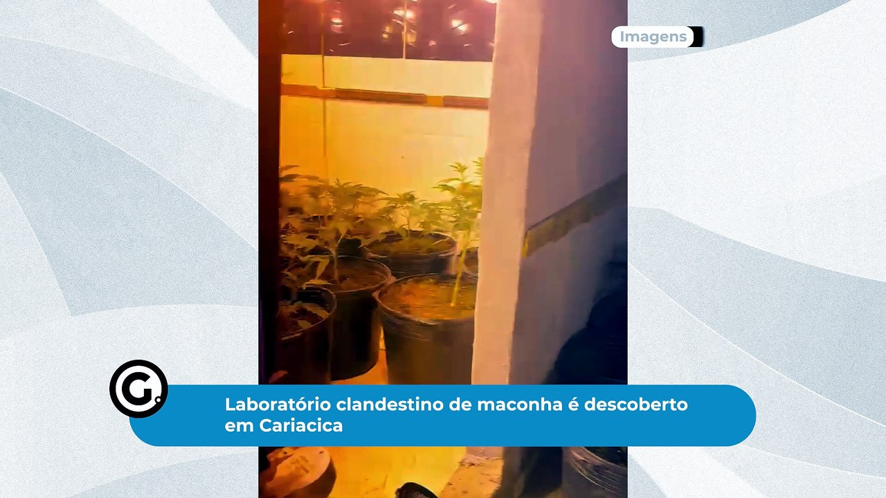 Laboratório clandestino de maconha é descoberto em Cariacica