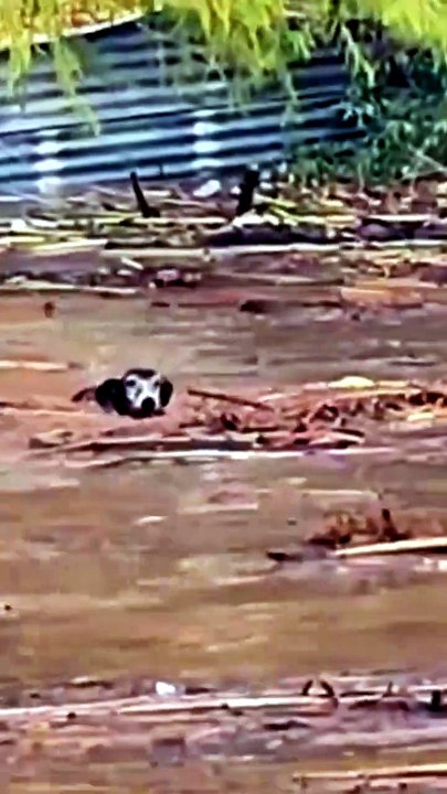 Una perrita que se encontraba sola en una vivienda arrasada por la crecida del Río Limarí, en Ov