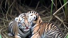 Part 1#wildlife