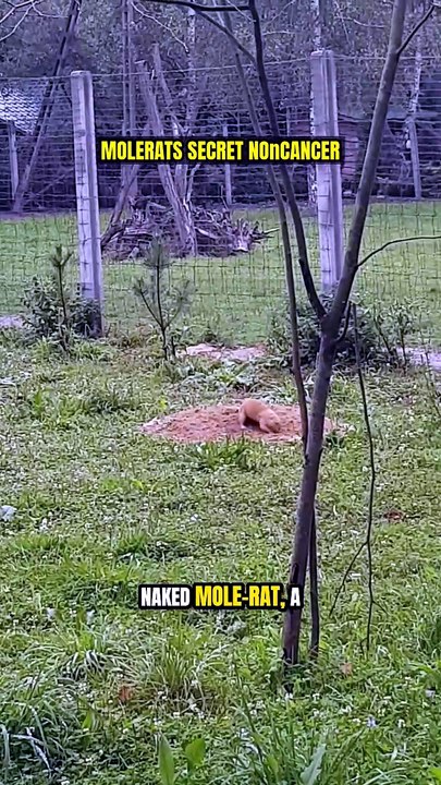 Mole-Rat's Secret: No Cancer! 🤯