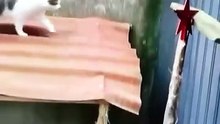 watch till end 😁 #funny #cat #shortsfeed