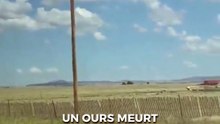 Un ours meurt électrocuté en haut d'un poteau électrique