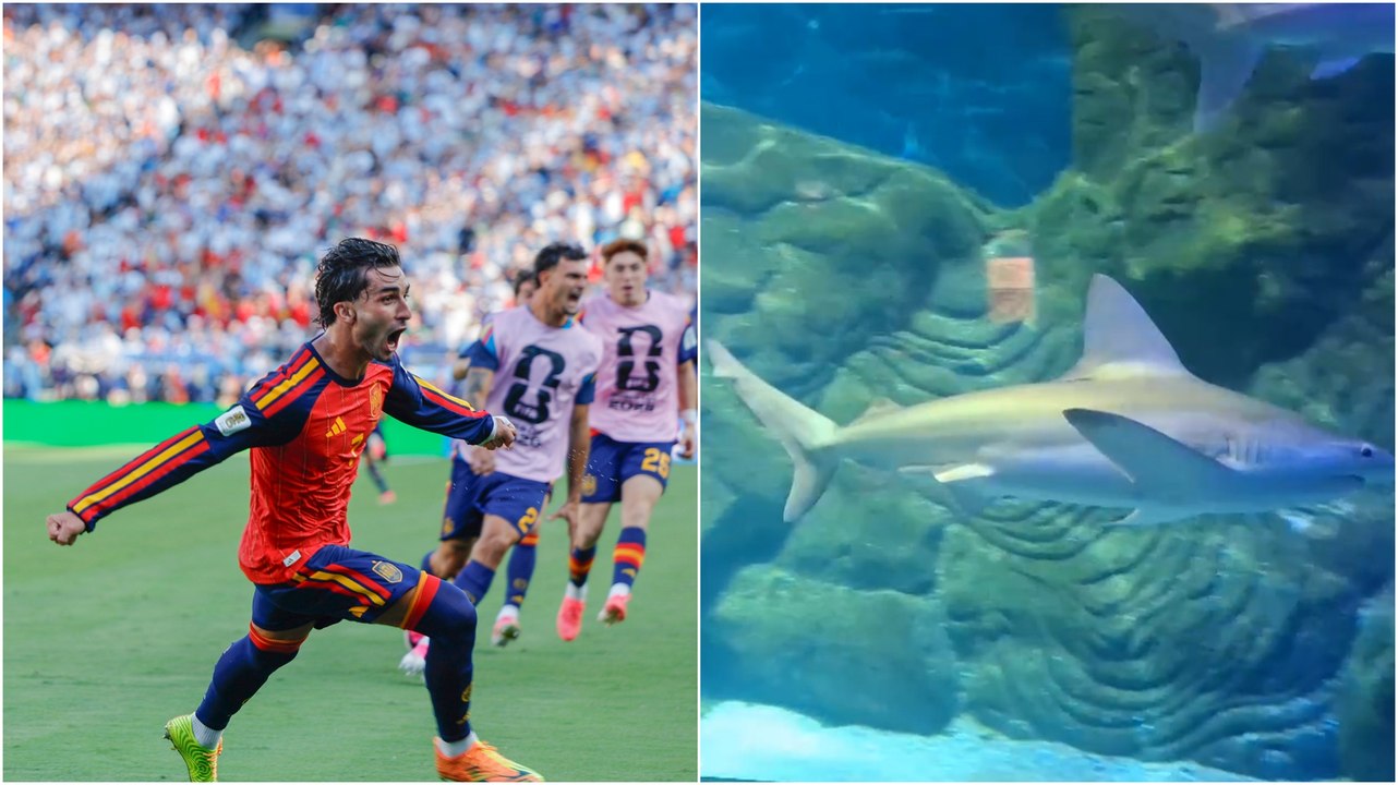 El Oceanogràfic de Valencia bautiza un tiburón con el nombre de Ferran Torres