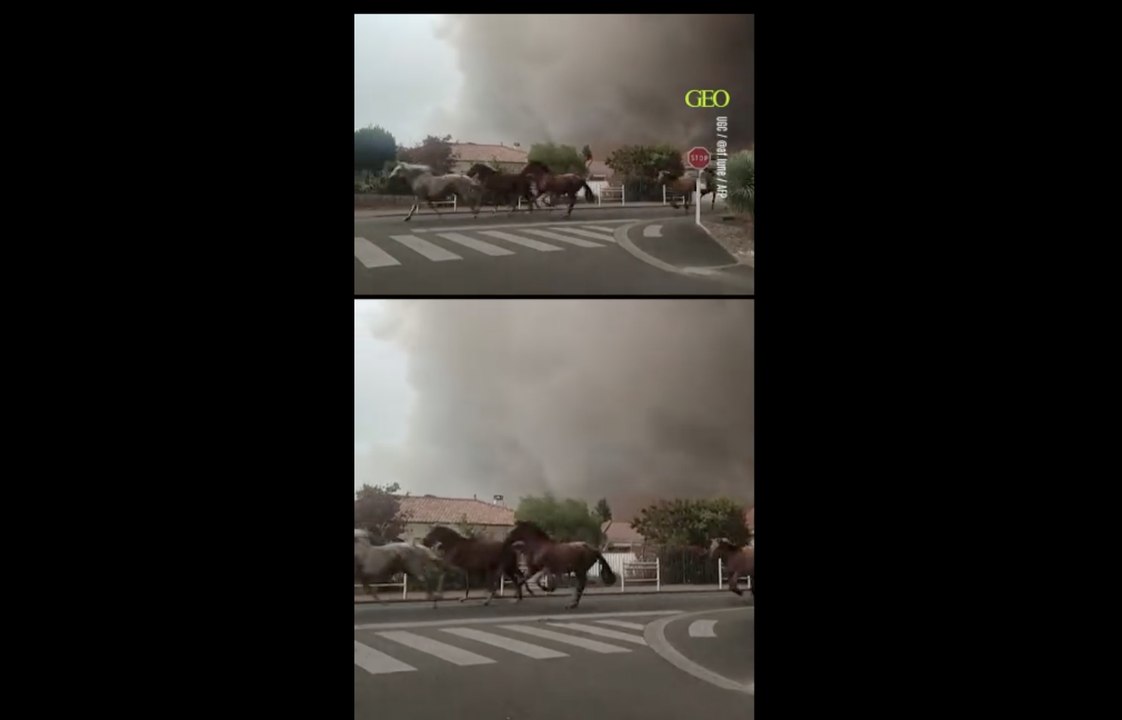 Des chevaux galopent dans les rues de Biscarrosse pour fuir les incendies