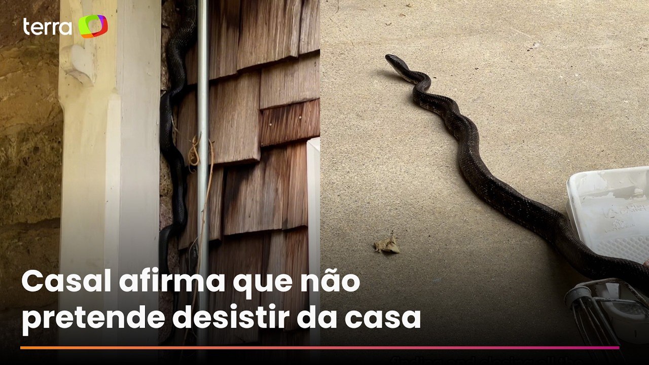 Casal compra mansão histórica 'dos sonhos' e encontra centenas de cobras espalhadas pelo imóvel
