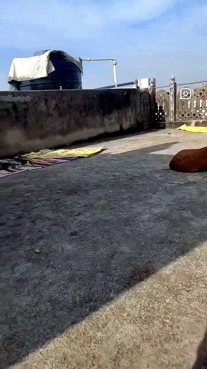 🐶 Kottu Enjoying the Warm Sunshine on the Rooftop ☀️❤️ | Cute Dog Moments