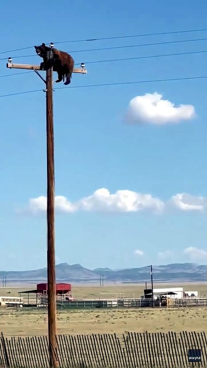 Oso muere electrocutado en un poste tras huir de peatones que lo acosaban