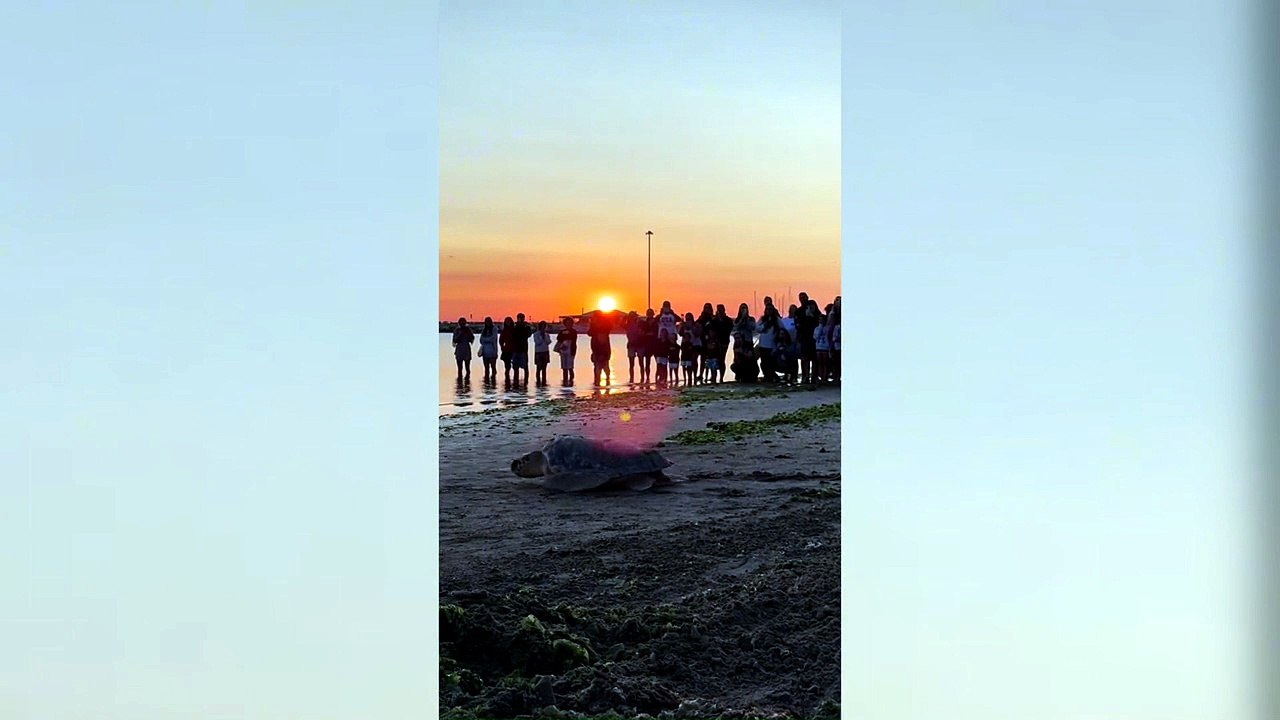 Ulisse torna in mare, la tartaruga riprende il largo dopo le cure - Video