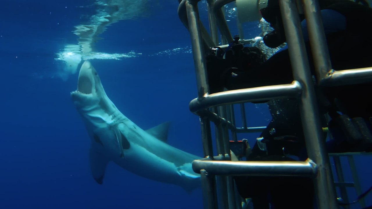 Great White Shark Bites Cage
