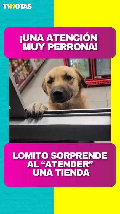 Una atención perrona: lomito 'atiende' en la ventanilla de una tienda.