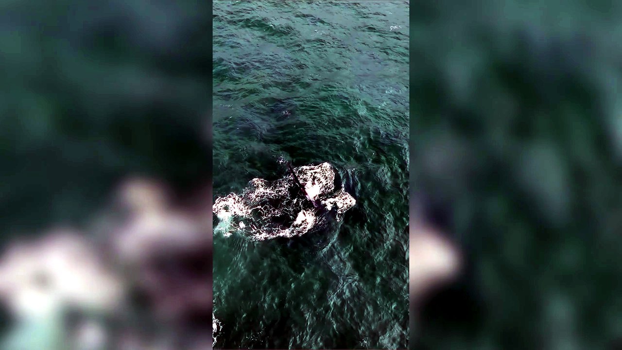 Avistaron ballenas en las costas de Mar del Plata