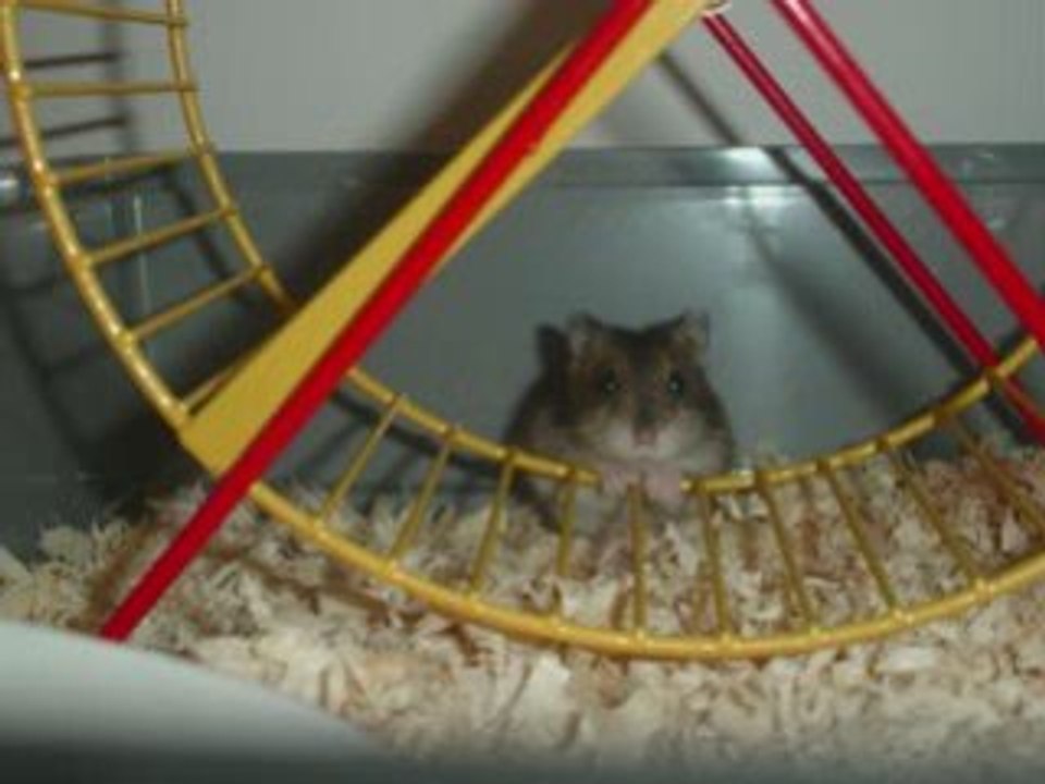 Hamster comie