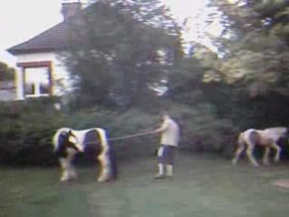 Up galop