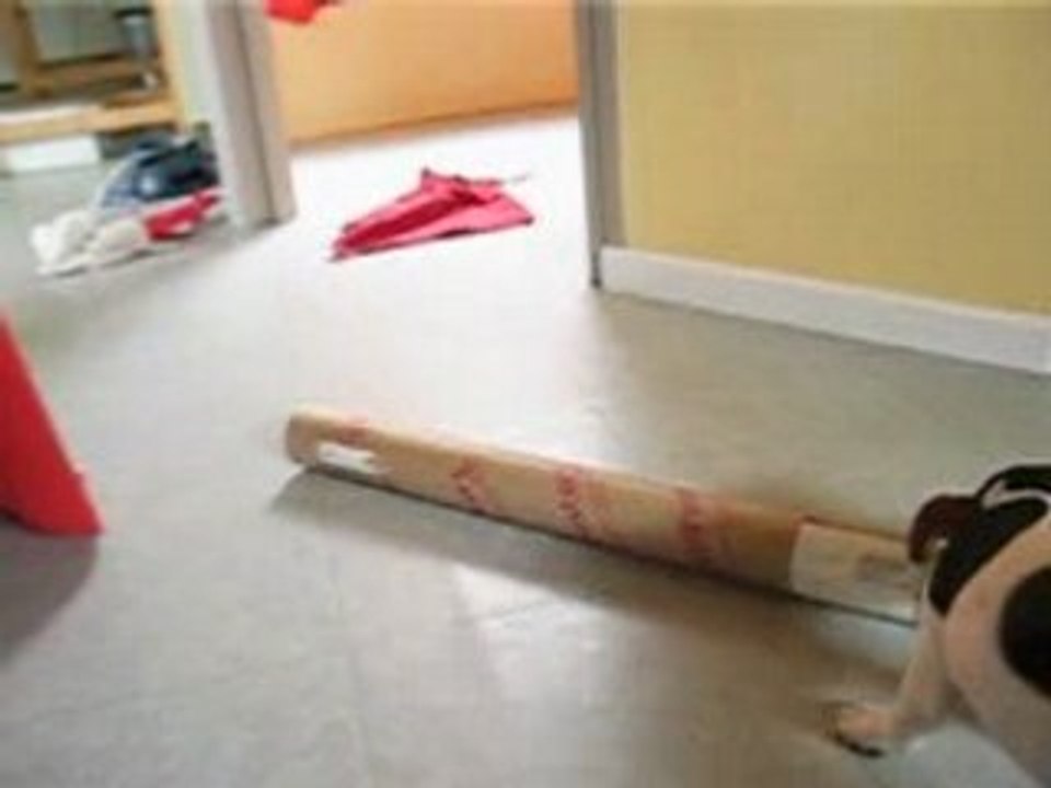 Daïa joue avec un tube de carton!