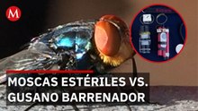 Gusano barrenador regresa a México: 34 mil 500 casos detectados tras 30 años de erradicación