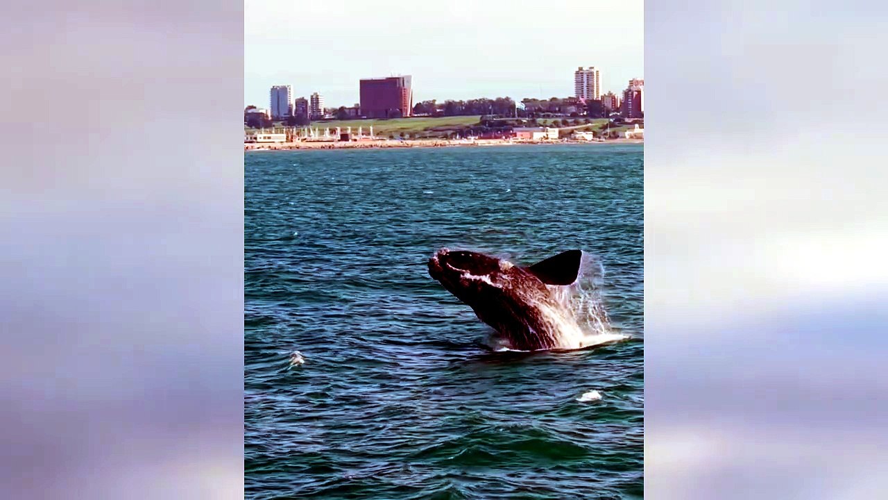 Lo spettacolo delle balene sulle coste argentine - Video
