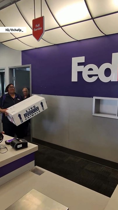 Man unboxes live iguana inside FedEx store