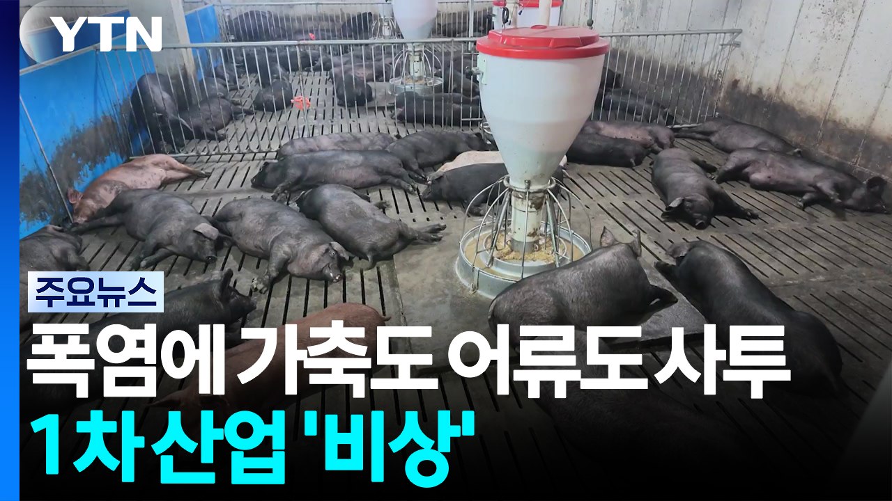 폭염에 가축도 어류도 사투...1차 산업 '비상' / YTN