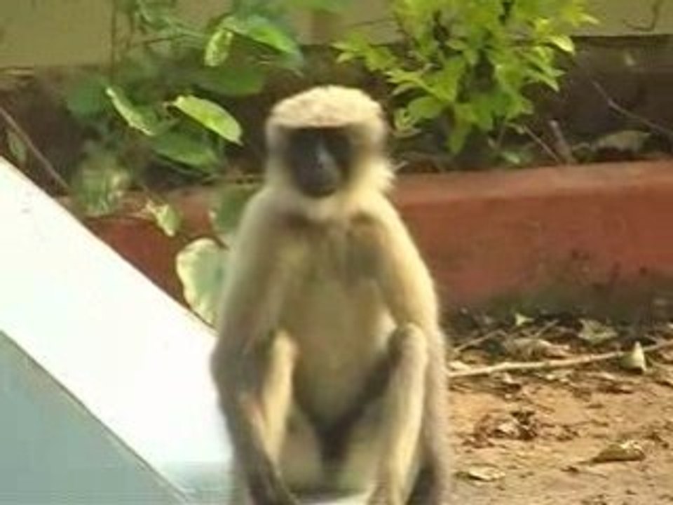 Singes